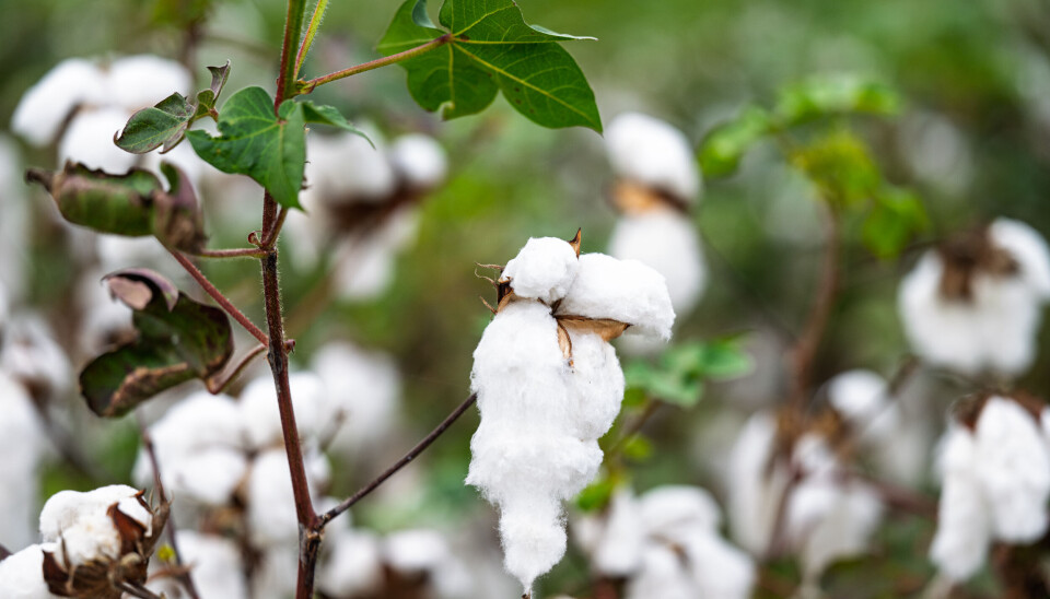 Dressmann er størst i verden på Fairtrade-bomull i mote
