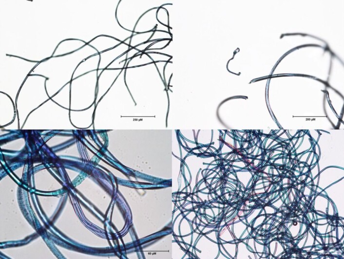 Dette er polyesterfibre fra fleecklær, en av de mikrofiber-typene som lettes løsner fra klærne og slippes ut i havet. Foto: SINTEF Dette er polyesterfibre fra fleecklær, en av de mikrofiber-typene som lettes løsner fra klærne og slippes ut i havet. Foto: SINTEF