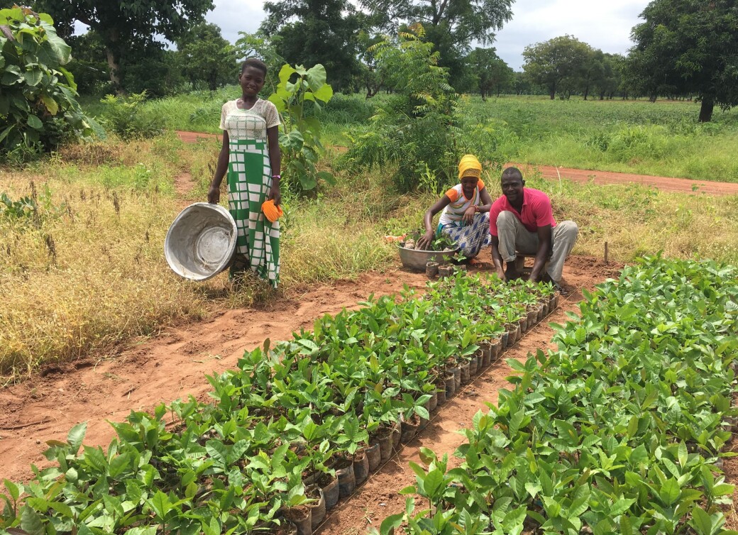 Klart for utplanting i Ghana Klart for utplanting i Ghana