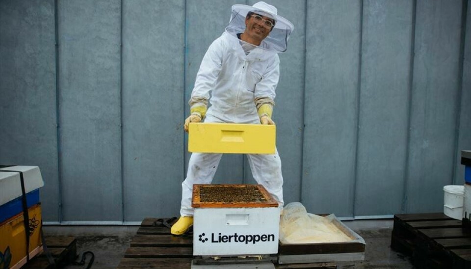 270 kilo honning er høstet på takene til fire av Citycons kjøpesentre i løpet av sommeren